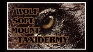 Black Wolf Soft Mount Taxidermy