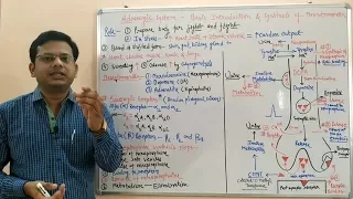 Adrenergic System (Part 01) = Basic Introduction and Synthesis of Norepinephrine | Noradrenaline