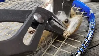 Botfly removal in Squirrel