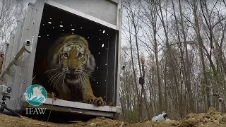 Amur Tiger Released Back into the Wild in Russia