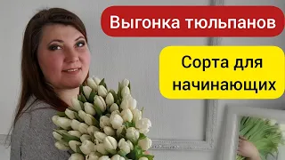 ⚫ Лучшие сорта тюльпанов для новичков / Выгонка тюльпанов к 8 марта / 28.02.22г.