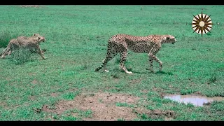 Cheetahs: Fastest Hunters in Africa | Beautiful serengeti #worldadventures #wildlife #tanzaniasafari