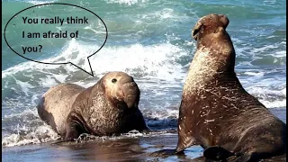 What starts an elephant seals fight? (Information below) Was beginnt einen See-Elefanten-Kampf?