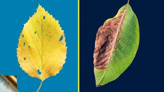 TOP 10 REASONS FOR LEAF YELLOWING AND LEAF BURNING / BROWNING WITH TREATMENT 🍂🍂