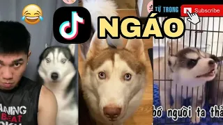 TỔNG HỢP CLIP TIKTOK NGÁO (HUSKY,ALASKA) HÀI HƯỚC | FUNNY DOG VIDEOS
