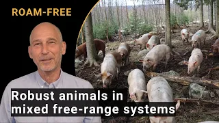 Pig production in sustainable mixed free-range systems (ROAM-FREE CORE Organic)