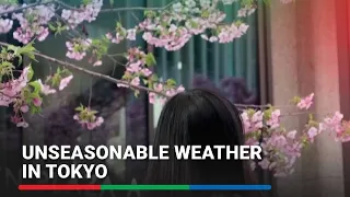 Tokyo sweats, cherry blossoms bloom in unseasonable weather | ABS-CBN News