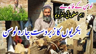 losan alfalfa best food for goats |  how to dry alfalfa | لوسن کے فائدے اور خشک کرنے کا طریقہ