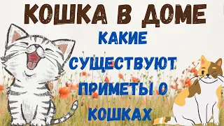 Кошка в доме, приметы и суеверия о котах.