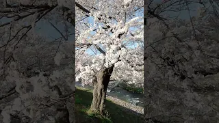 舟川べり桜並木　富山県下新川郡朝日町舟川新３５　2023年4月1日　雪の残る美しい北アルプスの山々を背景に