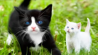 Funniest Cats And Dogs Videos 😁 - Best Funny Animal Videos 2023🥰 Part 147 @petcollective