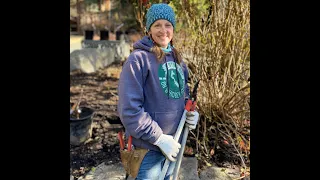 How to Prune Mophead and Lacecap Hydrangeas