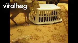 Dik-Dik Traps Bobcat Kitten Under Laundry Basket || ViralHog