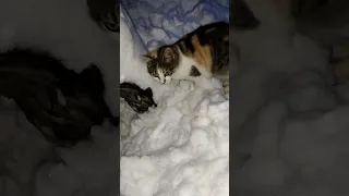 Snow vs cat/ pisica vs zăpadă #snow #cat