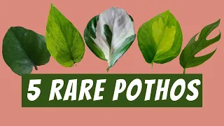 5 Rare Pothos Varieties | Global Green, Green Genie, Harlequin, Baltic Blue & Jessenia