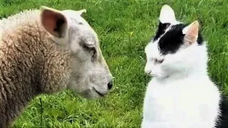 Funny animal videos😆 Funny cat videos and dogs - Funny animals 218