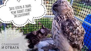 Yoll expels the Cloudberry cat from the aviary. Cat breaks the boundaries of the owl's comfort zone