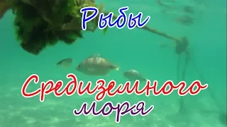 Рыбы Средиземного моря. Тунис, Сусс (2017)