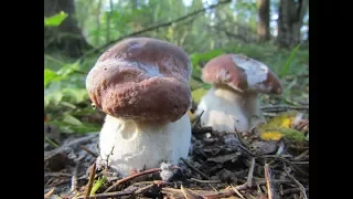 Интересные грибные находки. Просто красота. Тихая охота.