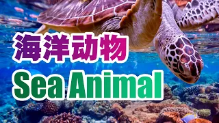 海洋动物 | 中英文 | Sea Animal | Chinese & English