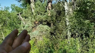 Bigfoot Breaks HUGE Tree Right In Front of Me ..Entity Flies Right Past me