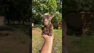 The cutest little goat 🐐#fyp #goat #smile #animals #animalshorts #cute #funny #lamb #shorts #viral