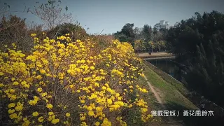 2020 Tainan 億載金城/黃花風鈴木