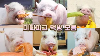 사람 먹방보다 중독되는 미니피그의 먹방 모음,  ASMR MUKBANG