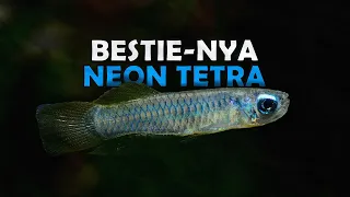 BESTIENYA IKAN LAMPU NEON, 7 TANKMATE UNTUK NEON TETRA.