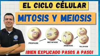 EL CICLO CELULAR: MITOSIS Y MEIOSIS. MARAVILLOSO, BIEN EXPLICADO