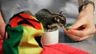 How to Feed a Sugar Glider | Sugar Gliders