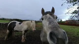 VR180 3D HORSES / PONIES