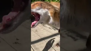 This fox is very smart