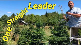 Christmas tree farming: How to tie tops during Christmas tree shearing. Correcting multiple leaders