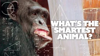 What's the SMARTEST Animal at the Zoo? Chimp VS Orangutan | The Secret Life of the Zoo
