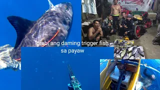 blue hunt @payaw,benta at pang ulam #spearfishing#philippines #misamisoccidental