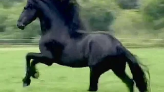 CAVALO PRETO   - TONICO E TINOCO