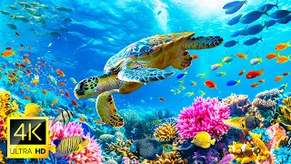 Exploring The Coral Reefs In 4K (ULTRA HD) - The Colors Of The Ocean, Tropical Fish