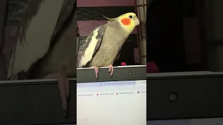 Rio Singing | Singing Cockatiel | Pikus World