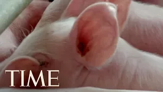 Scientists Are Getting Closer To Using Pig Organs For Human Transplants | TIME