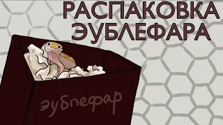 РАСПАКОВКА ЭУБЛЕФАРА | купила эублефара | первый день эублефара | покупка эублефара