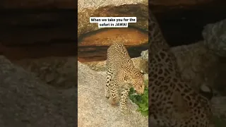 Leopards of Jawai Rajasthan