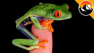 World Famous Red Eye Tree Frog!