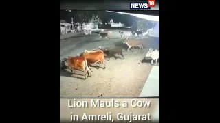 Lion Attack Cow In Gujarat | Gujarat News | Lion Attack Cow Video | Viral Video |Shorts | CNN News18