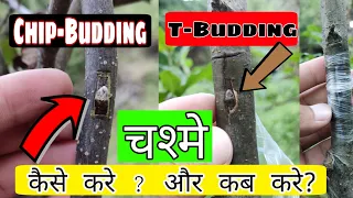 How To Graft a Apple Tree by T-Budding & Chip Budding (Grafting) चश्मे 🍎 | Apple Tree Graft कैसे करे