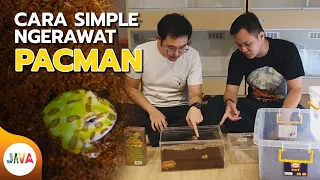 BAHAS SEMUA TENTANG PACMAN FROG