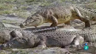 El lado oscuro de los cocodrilos | Grandes Documentales