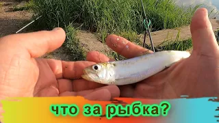 рыбалка  состоялась ночью / Днестр / Маяки / незнакомая рыбка