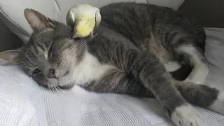 Bird playing with cat