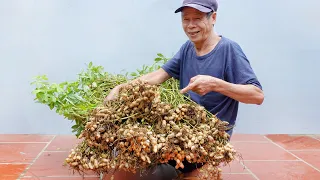 Brilliant Idea | How to Grow Peanuts at Home | Extremely Easy for Beginners